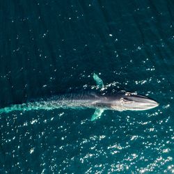 A birds eye view of a Fin whales (Balaenoptera physalus) in the ocean.
