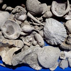 A collection of fossils from the research.