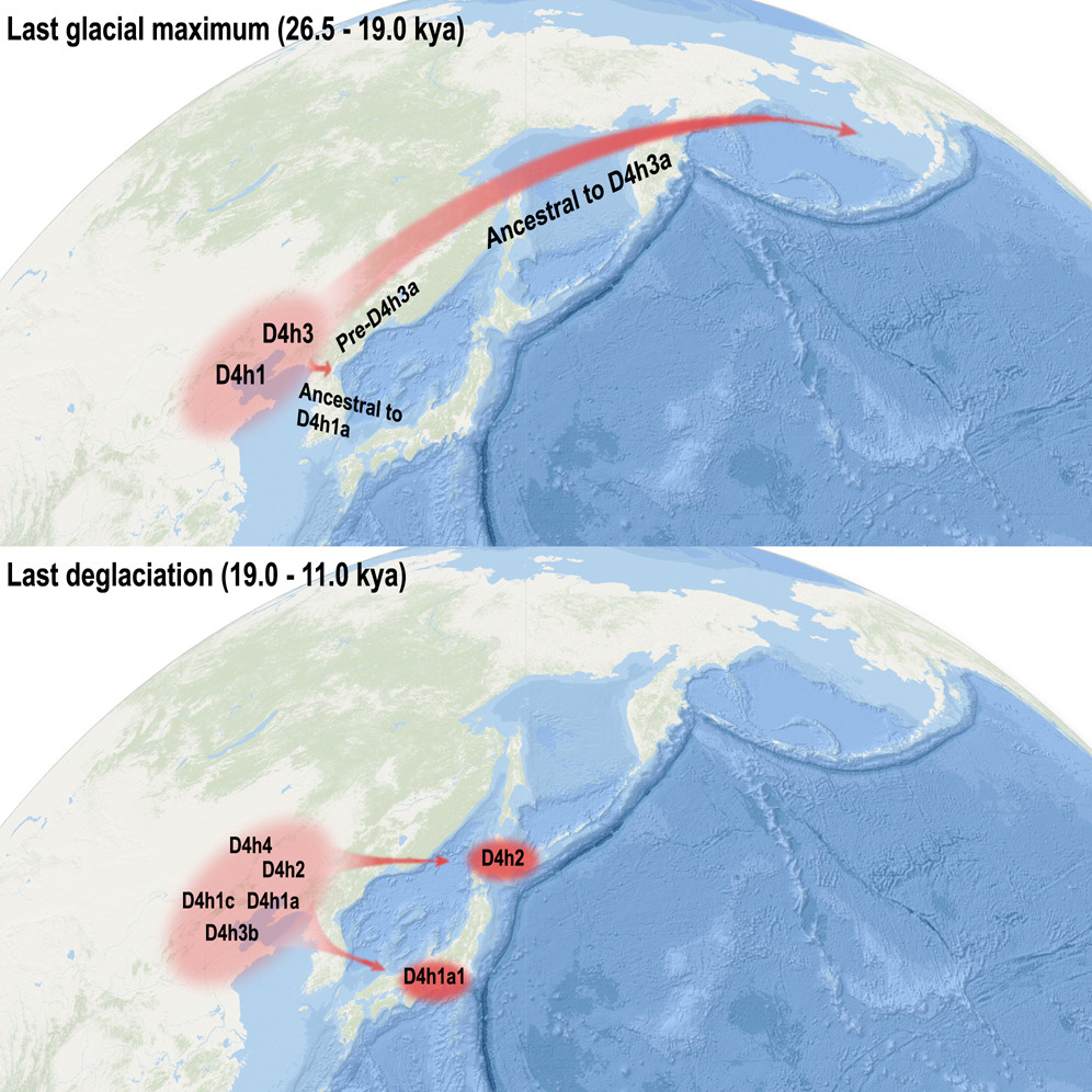 maps showing ice-age migration routes from northern China to the Americas (top panel) and Japan (bottom panel)