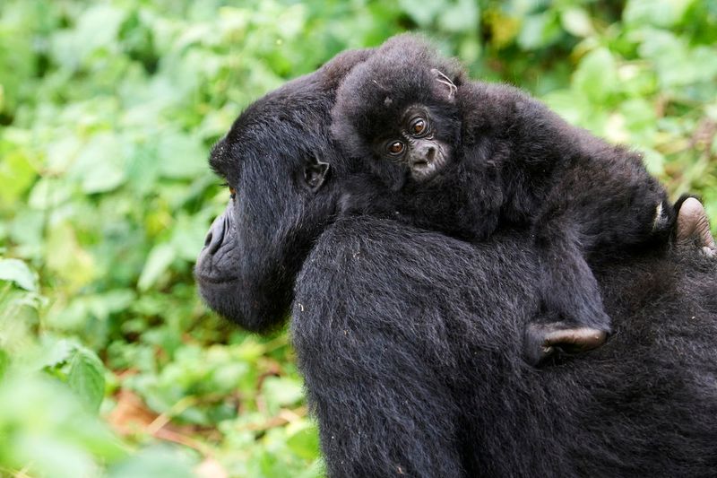 A critically endangered mountain gorilla, part of the Kabirizi group of Virunga National Park in the Democratic Republic of Congo, carrying a baby on its back. Image credit: © naturepl.com/Eric Baccega/WWF