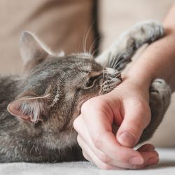 Gray cat biting owner's hand