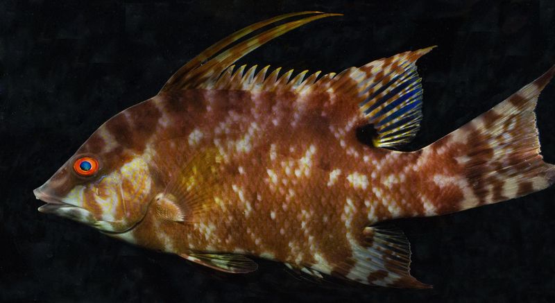 A juvenile hogfish with mottled skin coloration.
