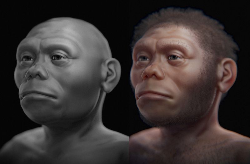  The reconstructed face of the "hobbit man" Homo floresiensis