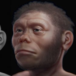  The reconstructed face of the "hobbit man" Homo floresiensis