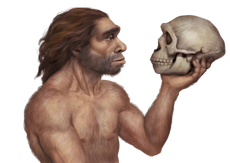 Illustration of a Neanderthal holding a skull, on plain white background