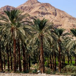 Judean date palms near the Dead Sea