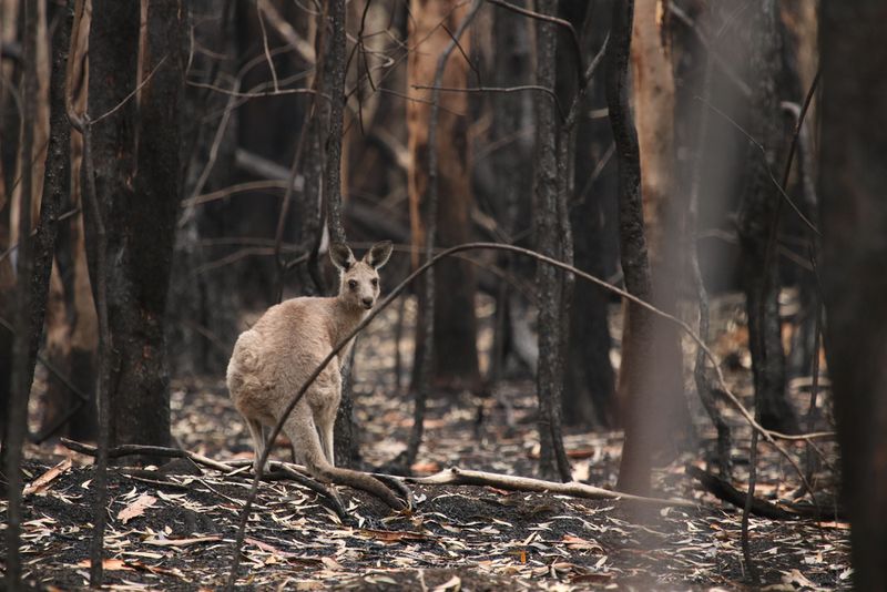 A kangaroo surrounded by burned trees in the aftermath of the Australia wildfires 2019-2020.