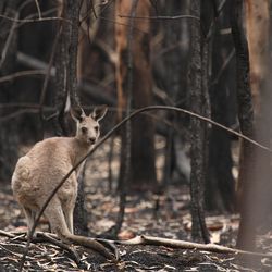 A kangaroo surrounded by burned trees in the aftermath of the Australia wildfires 2019-2020.