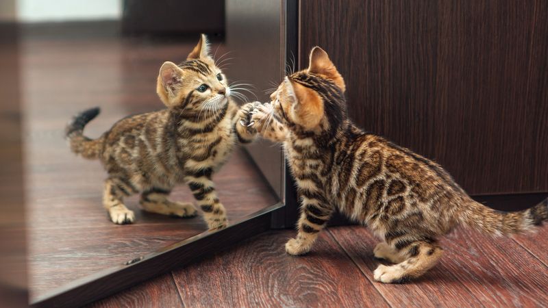 Little cute curious bengal kitten looking itself in the mirror of a wardrobe