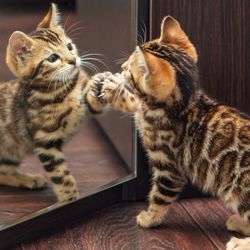 Little cute curious bengal kitten looking itself in the mirror of a wardrobe