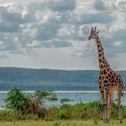 A Rothschild giraffe walks near Lake Albert in Uganda, a region where oil is set to be pumped from.