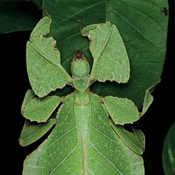 three examples of leaf insects photographed sitting on plants
