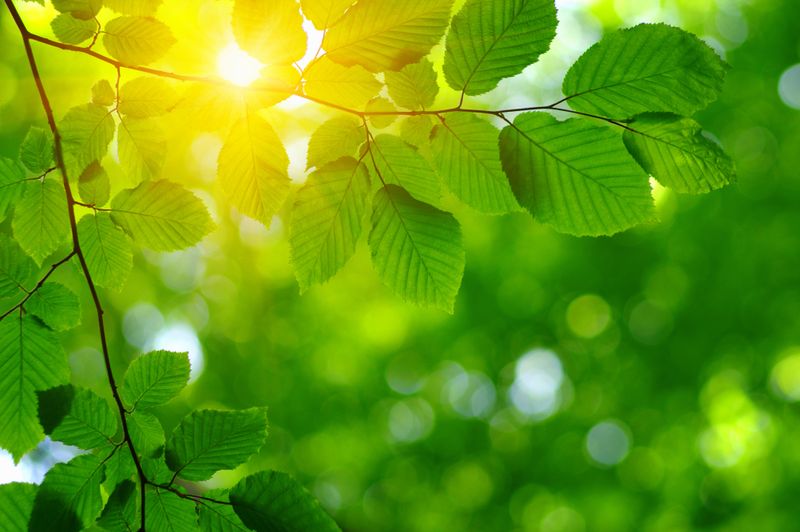 Photograph of leaves in the sun