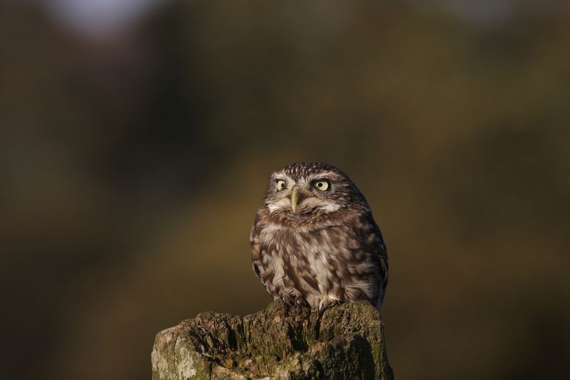 little owl, Athena noctua, sitting on a fence post