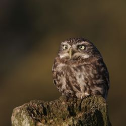 little owl, Athena noctua, sitting on a fence post