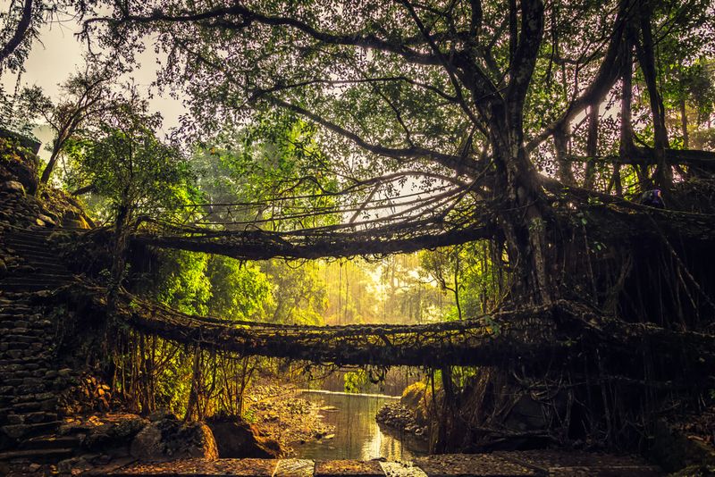 Living root bridges, Meghalaya, India