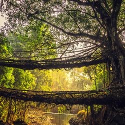 Living root bridges, Meghalaya, India