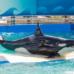 MIAMI,US - DECEMBER 8, 2013:The show of Lolita,the killer whale at the Miami Seaquarium.Founded in 1955,the facility receives over 500,000 visitors annually