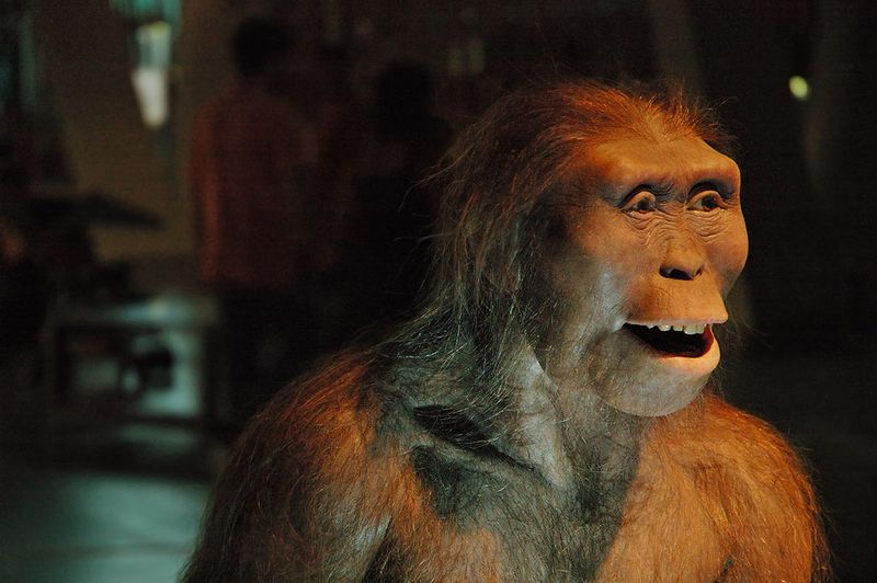 A reconstruction of Lucy, one of the most famous ancient human ancestor remains ever found. 