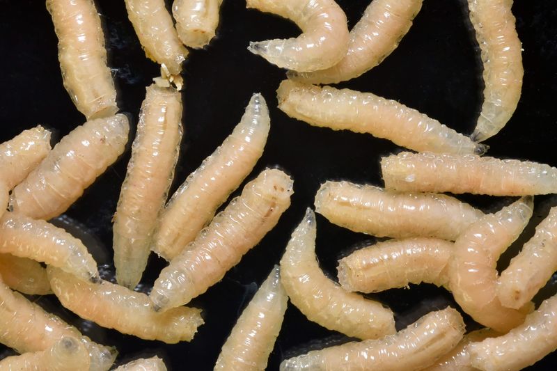 A number of maggots move on a black background. 