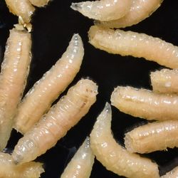 A number of maggots move on a black background. 