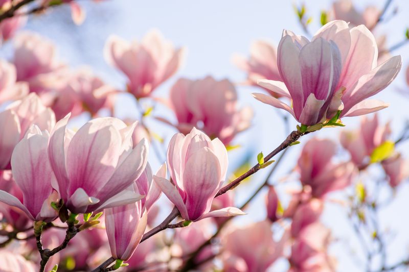 Beautiful pink and white magnolia flowers 