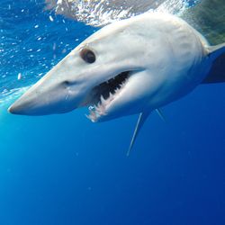 After giving everyone a fright for waaaaay too long, the mako shark wriggled it’s way off the boat. Image credit: Joe Fish Flynn/Shutterstock.com   