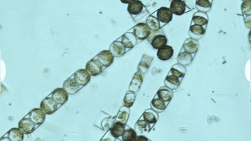 Melosira arctica long filaments of algae seen under a microscope