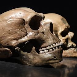 Neanderthal vs human skull 