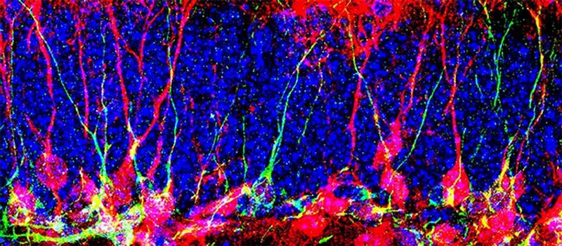 microscopy image of new neurons, shown in red, in the dentate gyrus