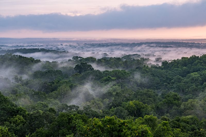 Petén Rainforest Guatemala