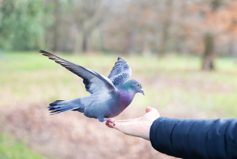 urban pigeon landing on human hand