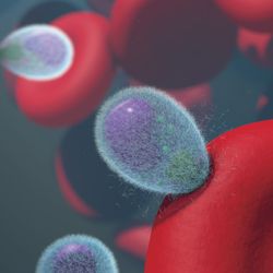plasmodium merozoites invading human red blood cells