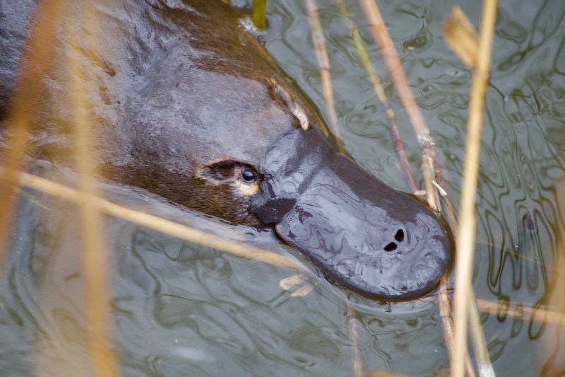 Adult platypus face and bill in a river.