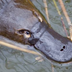 Adult platypus face and bill in a river.