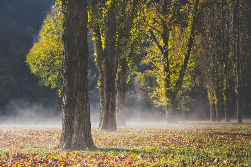 Poplars trees with autumn foliage and mist