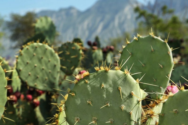 prickly pear cacti growing at the foot of a mountain