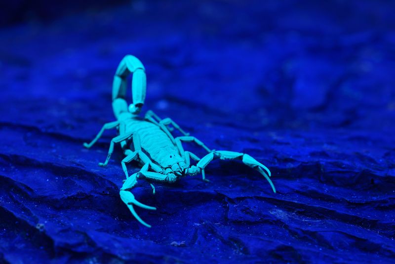 Scorpion glowing blue under UV light