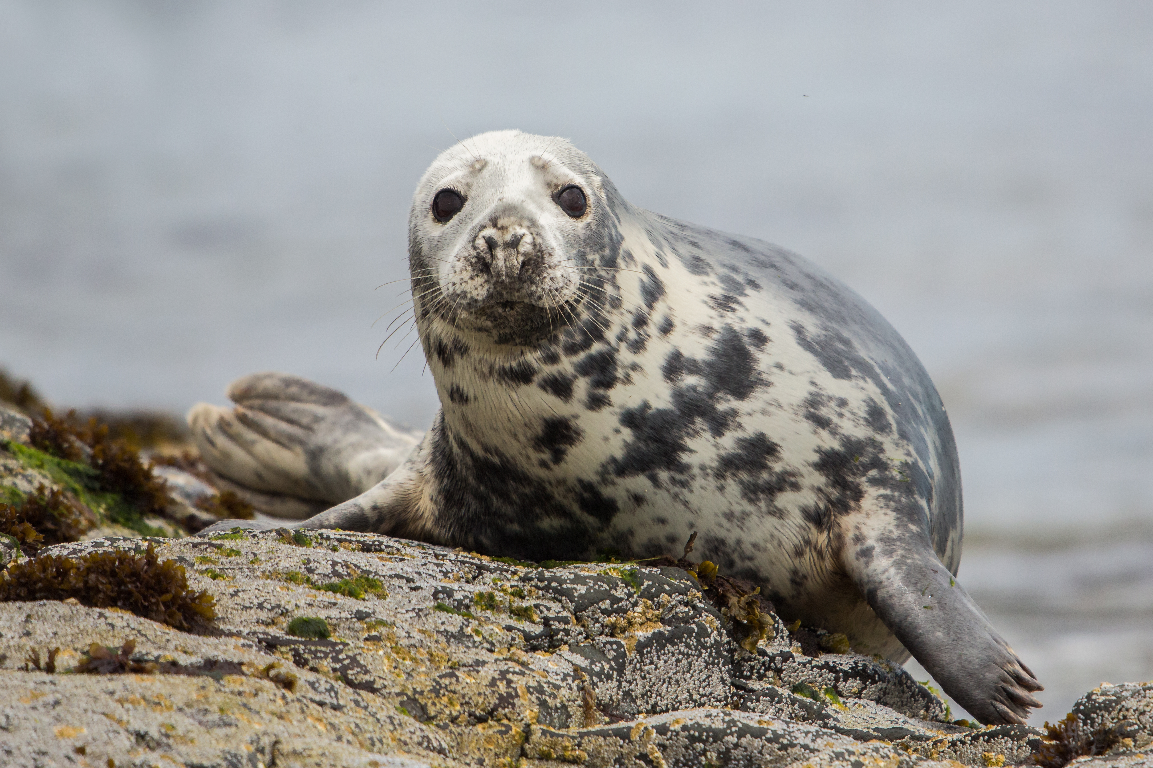 Gray seal on a rock