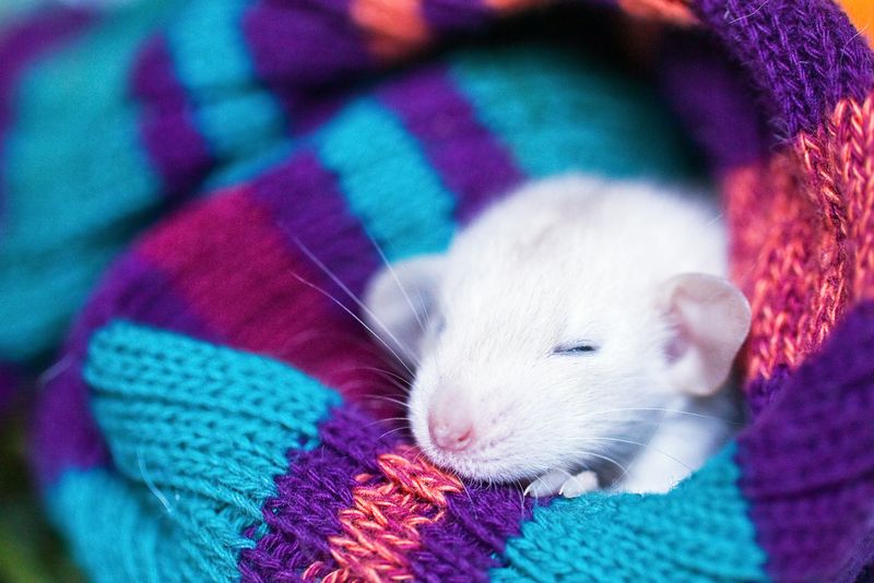 white rat sleeping wrapped in a stripy knitted blanket