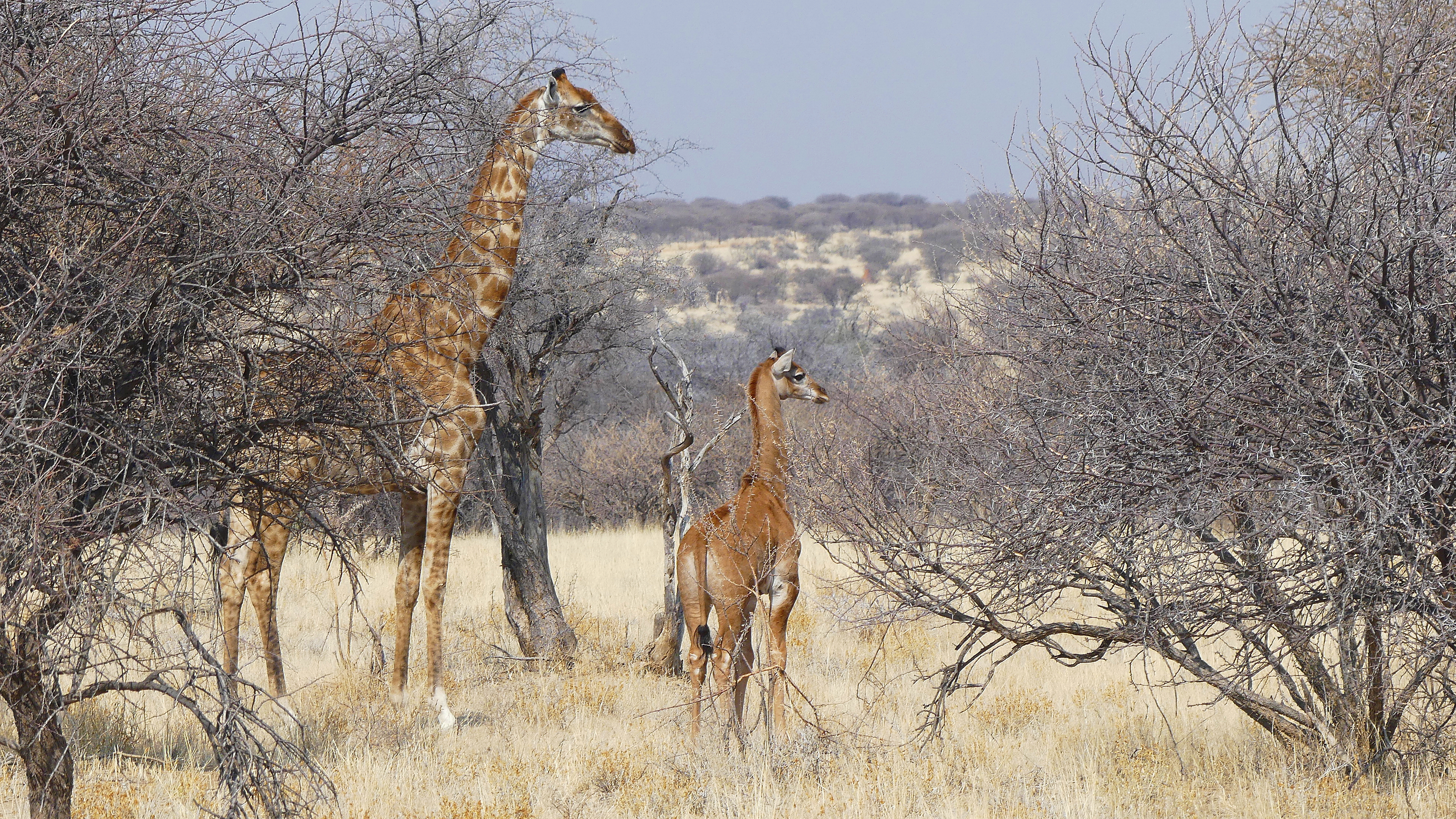 Spotless giraffe and mother
