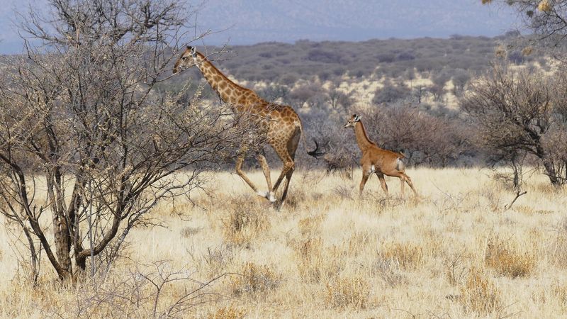 Spotless giraffe calf and adult running through the bush.