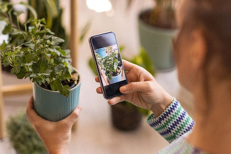 A woman taking a picture of a potted house plant with her phone.