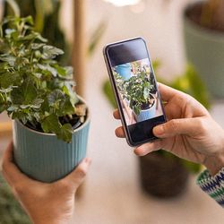 A woman taking a picture of a potted house plant with her phone.