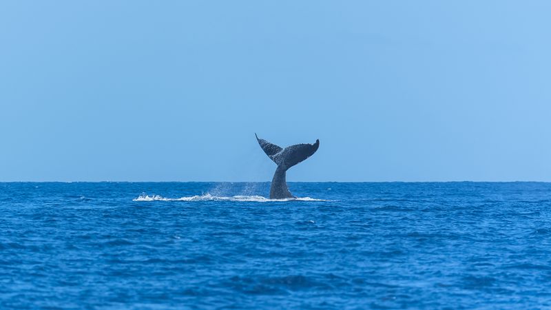 Whale tail held out of the ocean