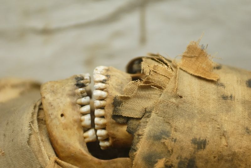 The teeth of a mummy ancient.