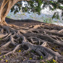 Tree roots mass extinction events