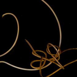 Two live tangled individuals of Gordionus violaceus, a freshwater hairworm,
