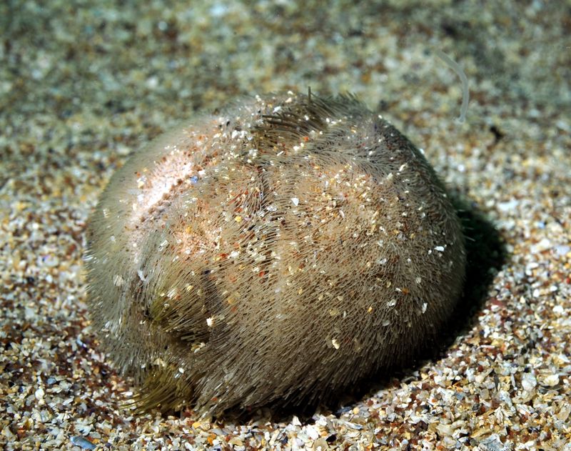 close up of common heart urchin (also known as a sea potato)on sandy sea bed where it commonly buries itself