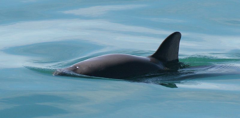Vaquita visible at the surface of the water with small dorsal fin 
